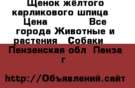 Щенок жёлтого карликового шпица  › Цена ­ 50 000 - Все города Животные и растения » Собаки   . Пензенская обл.,Пенза г.